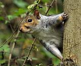 Grey Squirrel 9P52D-099